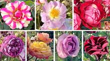 Rochfords International Rose Trials 
